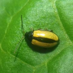 Phyllotreta