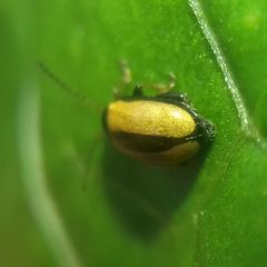 Phyllotreta