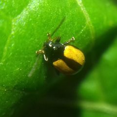 Phyllotreta