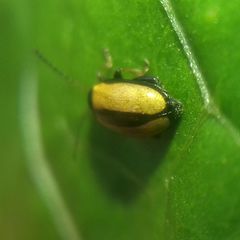Phyllotreta