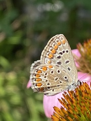 Polyommatus icarus