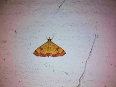 Isocentris filalis