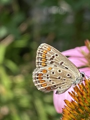 Polyommatus icarus