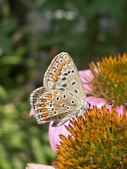 Polyommatus icarus
