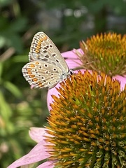Polyommatus icarus