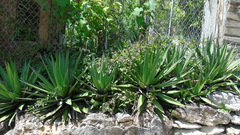Agave convallis