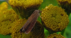 Lathronympha strigana