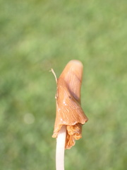 Conocybe deliquescens