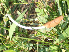 Conocybe deliquescens