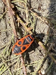 Pyrrhocoris apterus