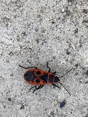 Pyrrhocoris apterus