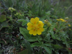 Potentilla crantzii