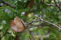 Aspidosperma