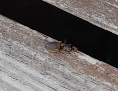 Lasius