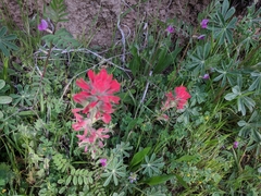 Castilleja foliolosa