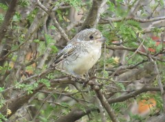 Lanius senator senator