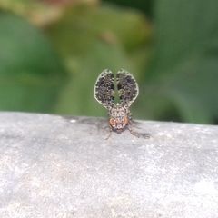 Callopistromyia annulipes