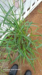 Rottboellia cochinchinensis