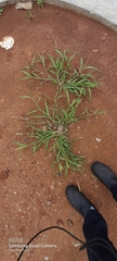 Cenchrus echinatus