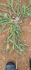 Cenchrus echinatus