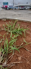 Cenchrus echinatus