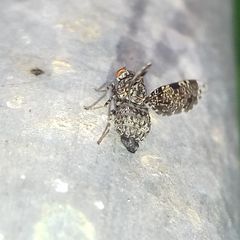 Callopistromyia annulipes
