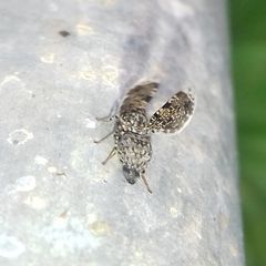 Callopistromyia annulipes