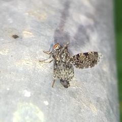 Callopistromyia annulipes