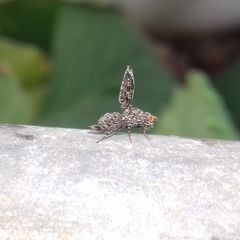 Callopistromyia annulipes