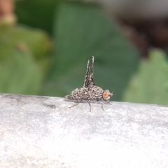 Callopistromyia annulipes