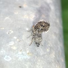 Callopistromyia annulipes