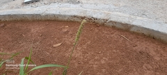 Cenchrus echinatus