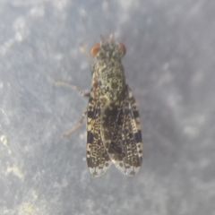 Callopistromyia annulipes