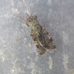 Callopistromyia annulipes