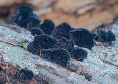 Resupinatus alboniger