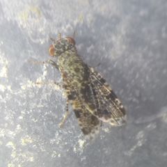 Callopistromyia annulipes