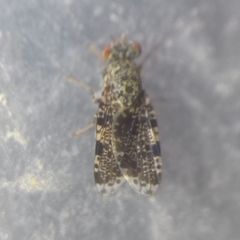 Callopistromyia annulipes