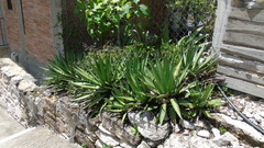 Agave convallis