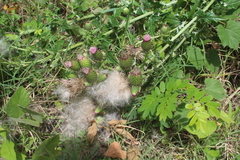 Cirsium mexicanum