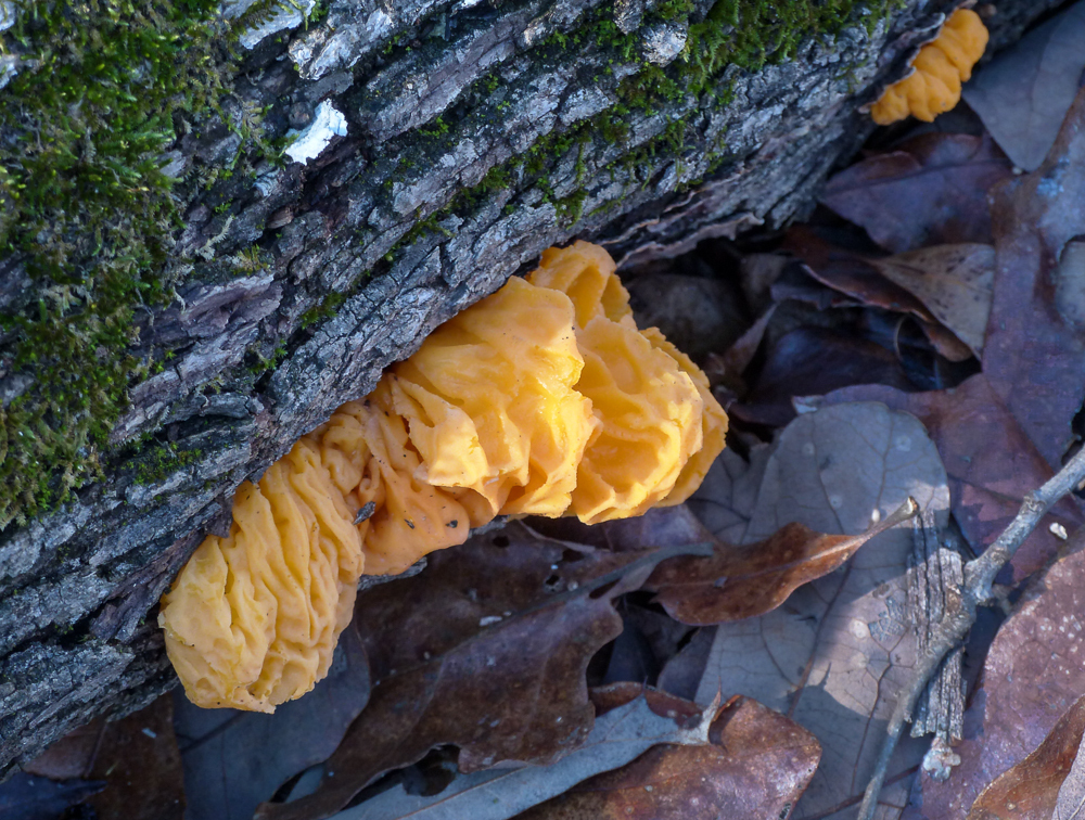 witch's butter from Upshur, Texas, United States on January 04, 2015 at