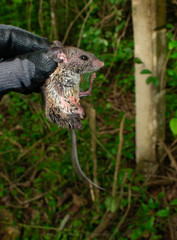 Peromyscus yucatanicus