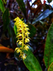Dendrochilum gracile