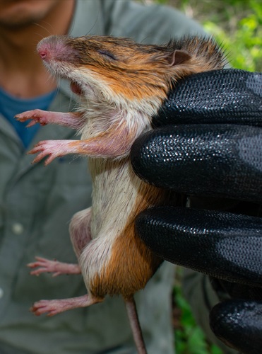 Gaumer's Spiny Pocket Mouse