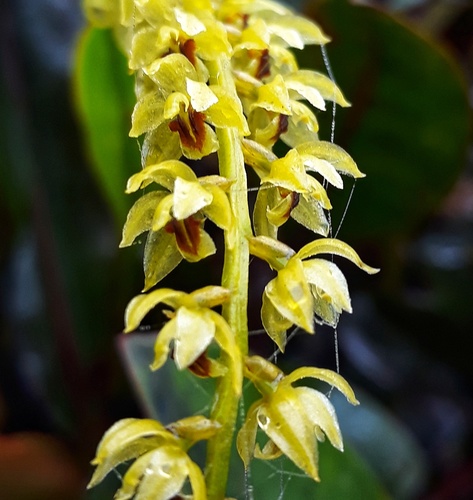 graceful dendrochilum (Dendrochilum gracile)