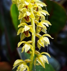 Dendrochilum gracile