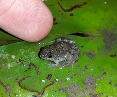 Pseudopaludicola pocoto