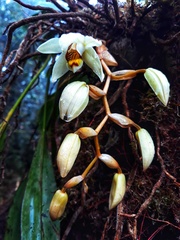 Coelogyne kaliana