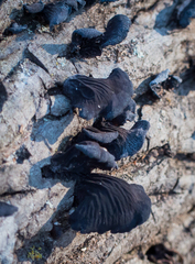 Resupinatus alboniger