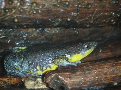 Piaui Oval Frog photo 3