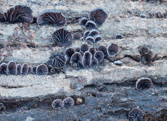 Resupinatus alboniger